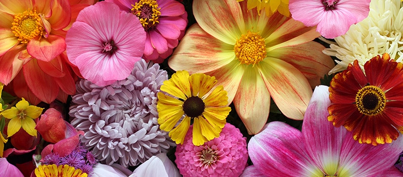 Nombres De Flores De Niñas Y Niños Y Su Significado
