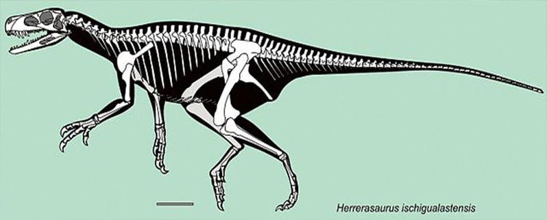 Dinosaurio Herrerasaurus