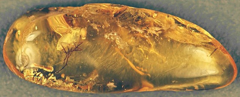 Mosquito prehistórico ambar