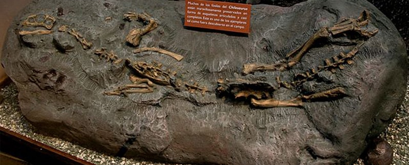 Ornitorrinco Dinosaurio