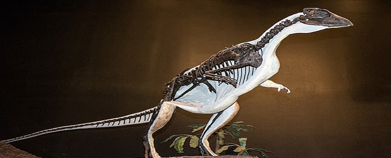 Oryctodromeus dinosaurio