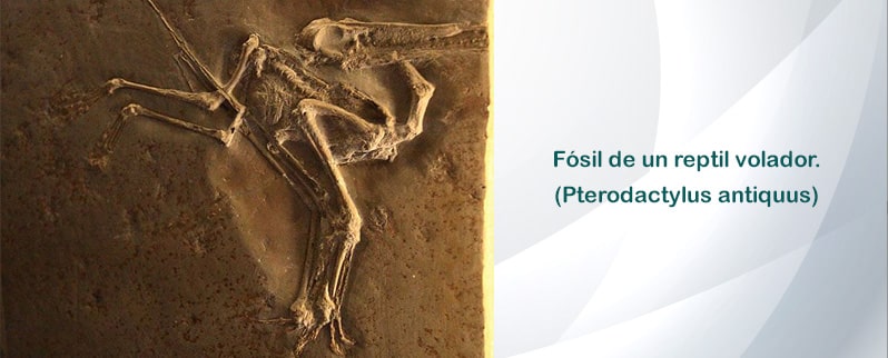 Fósil de un dinosaurio reptil volador
