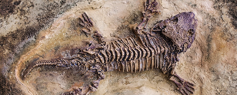 Tipos y especies de dinosaurios