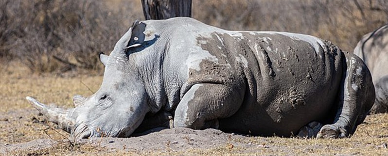 Animales extintos en África