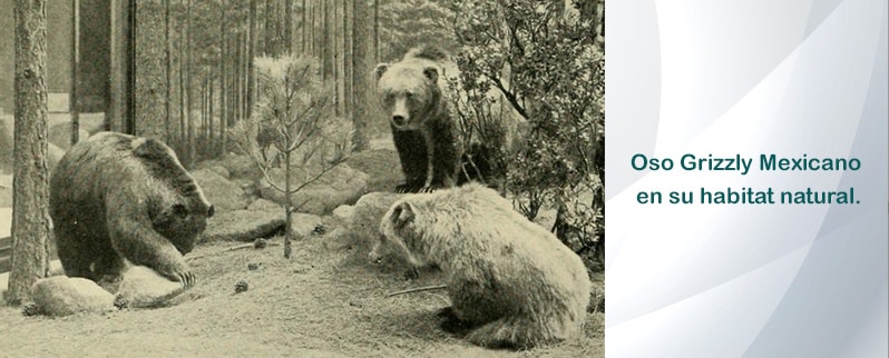 Animales extintos en la actualidad