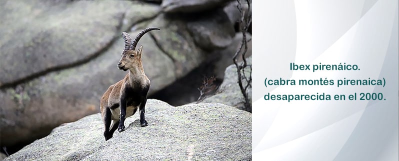 Animales extintos y sus causas