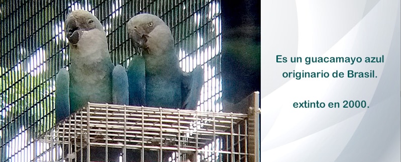 Aves extintas