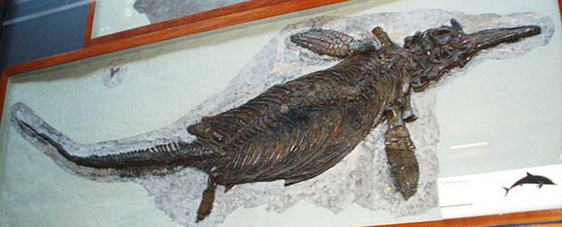 Clasificación de dinosaurios para niños y niñas