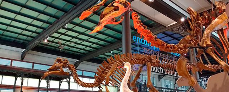 Clasificación de dinosaurios según su tamaño