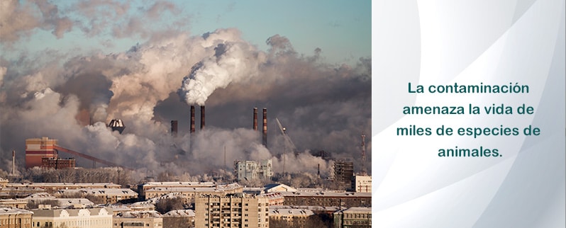 Contaminación