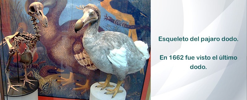 Especies extintas