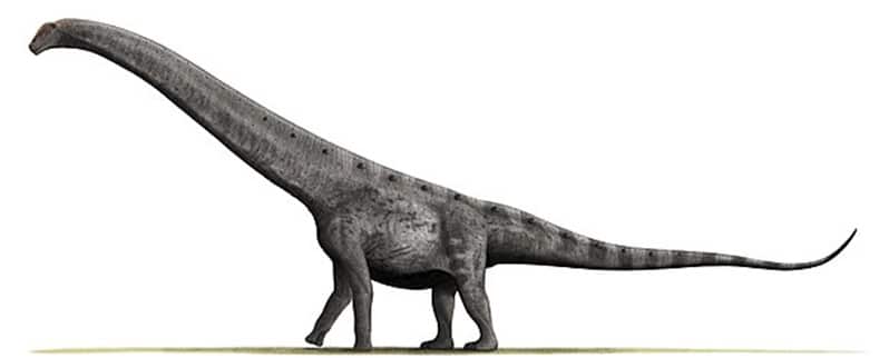 La clasificación de los dinosaurios por su alimentación