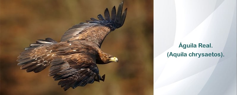 Animal Rápido Aire Águila Real