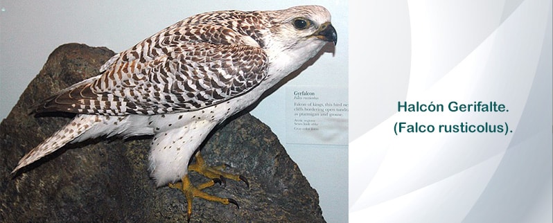Animal Rápido Aire Halcón Gerifalte