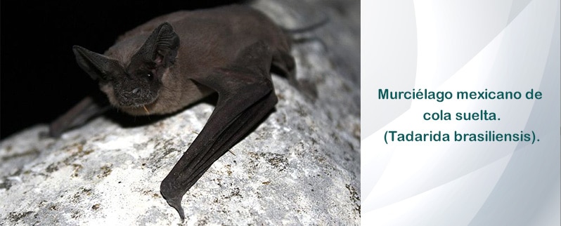Animal Rápido Aire Murciélago Mexicano Cola Suelta