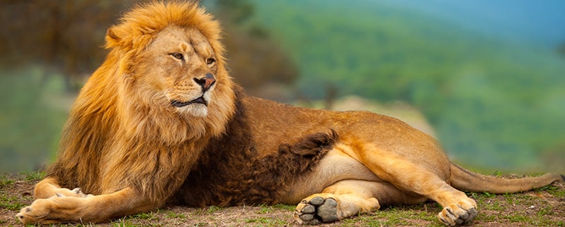 Animal Rápido León