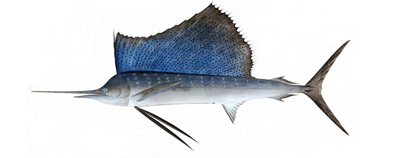 Animal Rápido Marino Pez Vela