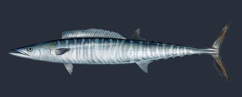 Animal Rápido Marino Wahoo