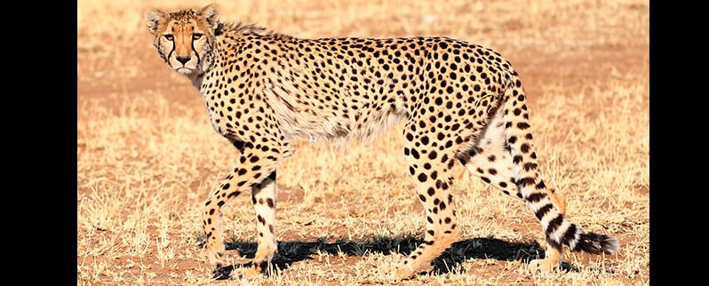 Animal Rápido Guepardo