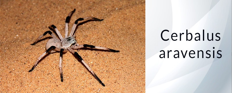 Araña más grande del mundo: Cerbalus Aravensis