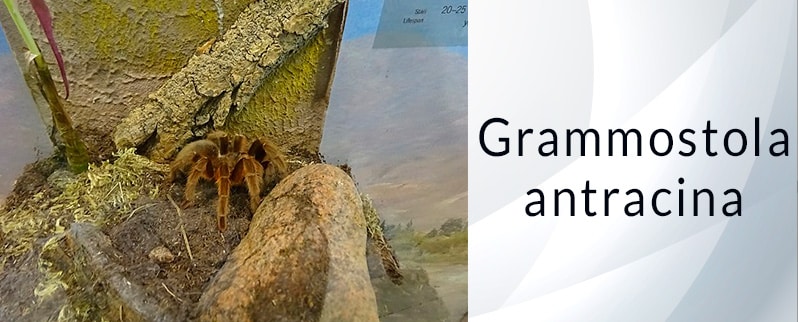 Araña más grande del mundo: Grammostola Antracina