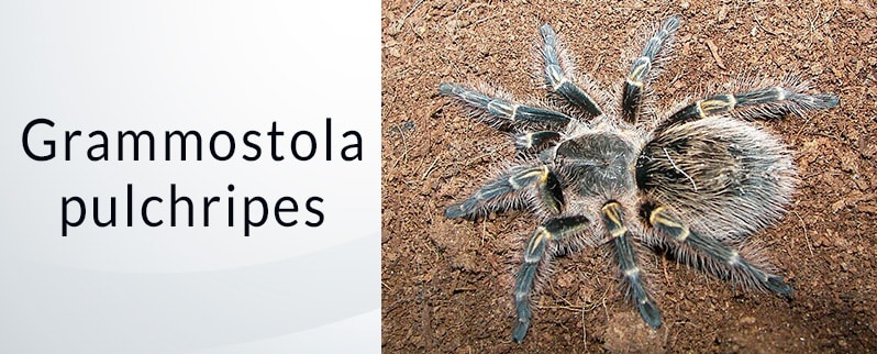 Araña más grande del mundo: Grammostola Pulchripes