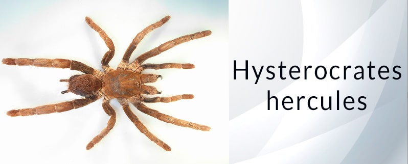 Araña más grande del mundo: Hysterocrates Hercules