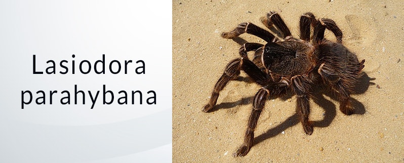 Araña más grande del mundo: Lasiodora Parahybana