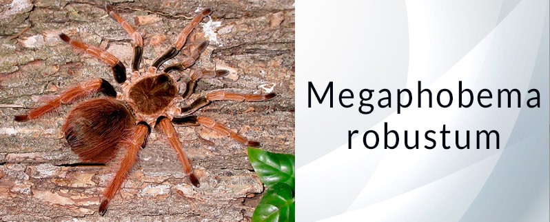 Araña más grande del mundo: Megaphobema Robustum