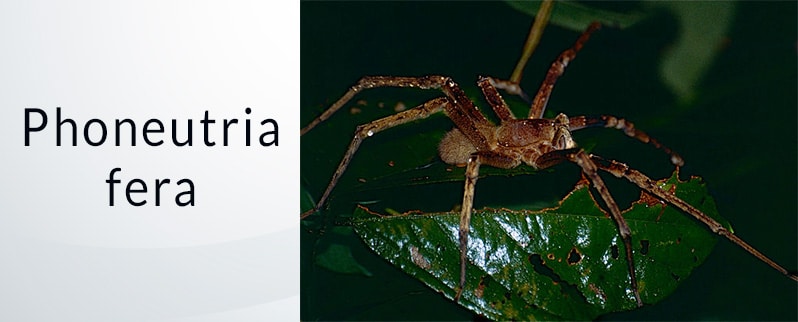 Araña más grande del mundo: Phoneutria Fera