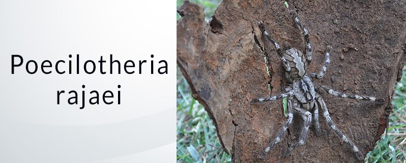 Araña más grande del mundo: Poecilotheria Rajaei