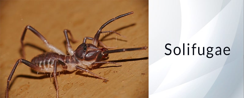 Araña más grande del mundo: Solifugae