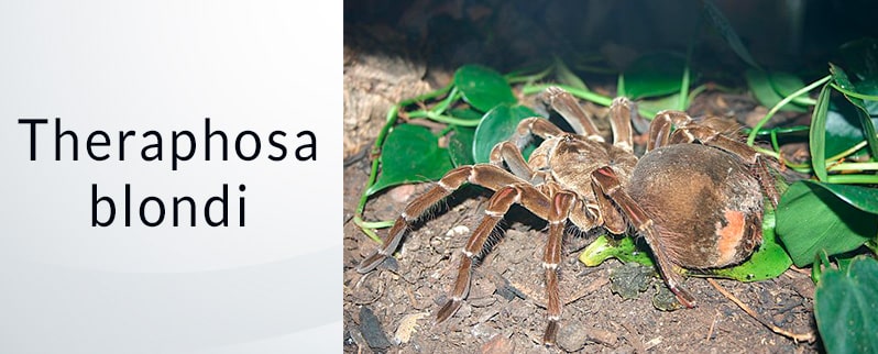Araña más grande del mundo: Theraphosa Blondi