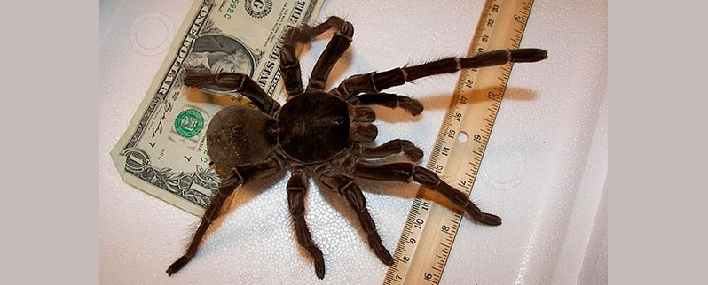 Cuánto mide la Araña más grande del mundo