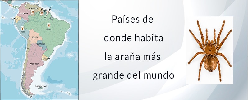Países donde habita la araña más grande del mundo