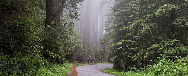 Parque Nacional Redwood