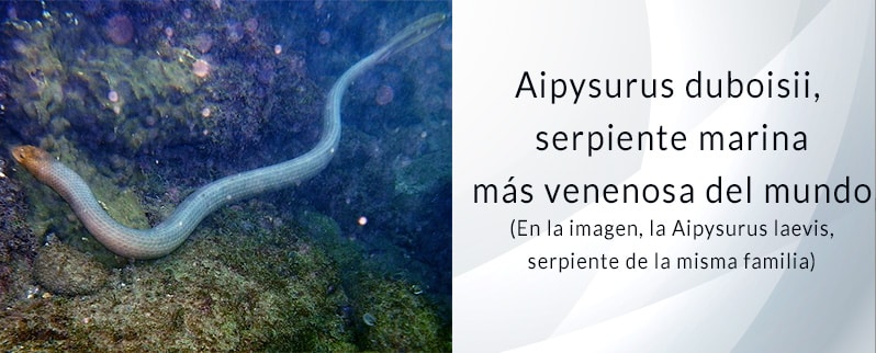 Serpiente más venenosa del mundo: Aipysurus Duboisii