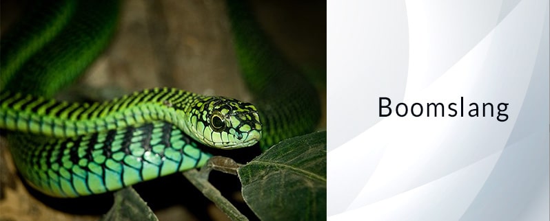 Serpiente más venenosa del mundo: Boomslang