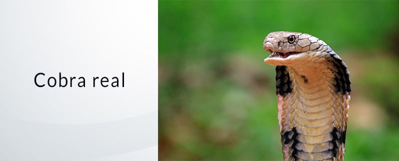Serpiente más venenosa del mundo: Cobra Real