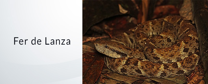 Serpiente más venenosa del mundo: Fer de Lanza