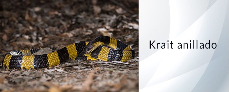 Serpiente más venenosa del mundo: Krait Anillado