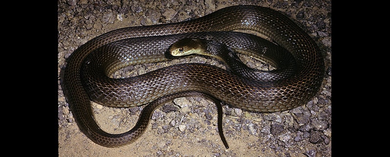 Serpiente más venenosa del mundo: Taipán - Oxyuranus