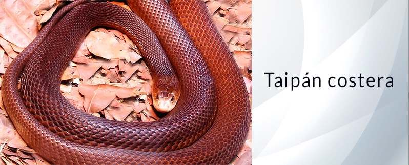 Serpiente más venenosa del mundo: Taipán Costera