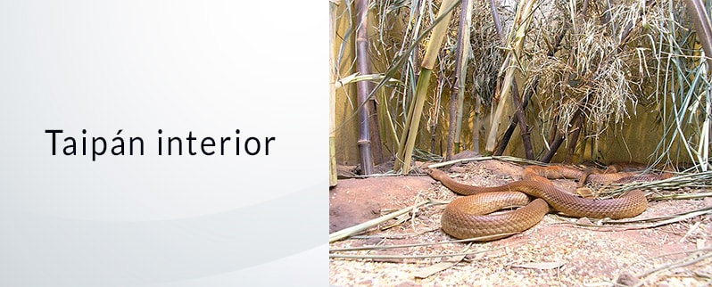 Serpiente más venenosa del mundo: Taipán Interior