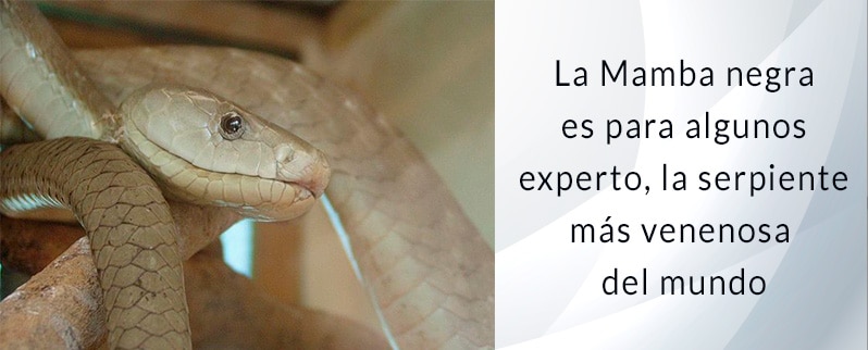 Serpiente más venenosa del mundo: Mamba Negra