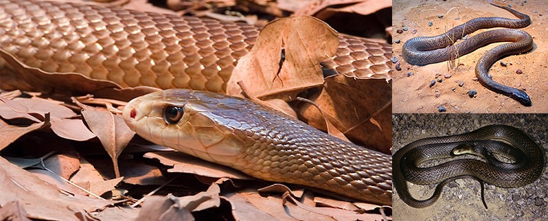 Imágenes de la serpiente Taipán, la más venenosa del mundo