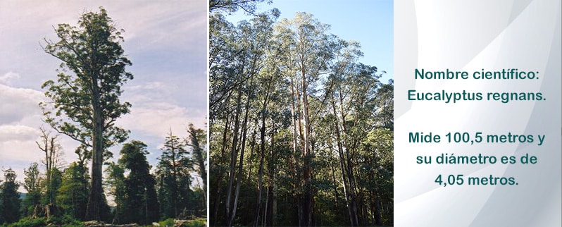 Fresno de montaña australiano 