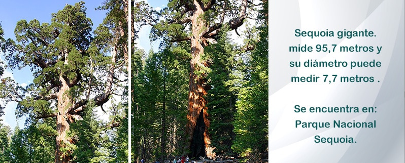 Sequoia Gigante